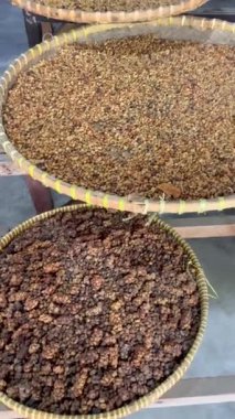 Kopi Luwak kahvesi yapımında kullanılan özel misk dışkıları.