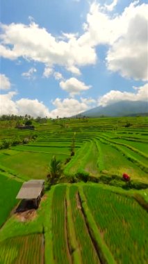 Endonezya, Bali 'deki güzel yeşil pirinç tarlaları üzerinde dinamik FPV uçuşu