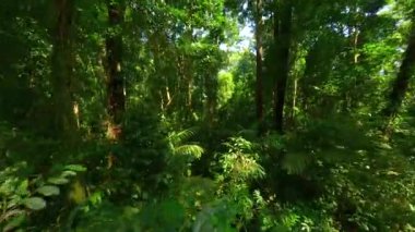 Tayland 'daki yeşil tropikal yağmur ormanlarında sinematik FPV uçuşu