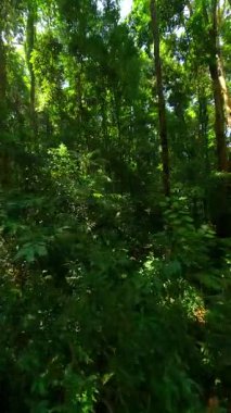 Tayland 'daki yeşil tropikal yağmur ormanlarında sinematik FPV uçuşu