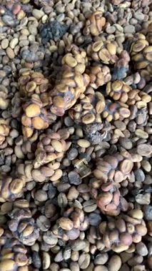 Endonezya, Bali 'de Kopi Luwak kahvesi yapımında kullanılan özel misk dışkıları.