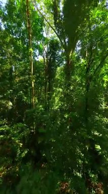 Tayland 'da güneşli bir günde yemyeşil ormanda yumuşak FPV uçuşu