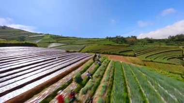 Sinema FPV insansız hava aracı, volkanik organik tarım arazileri üzerinde Sumbing Volcano, Central Java, Endonezya