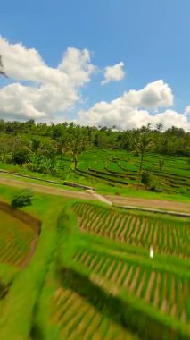Bali, Endonezya 'da Jatiluwih Rice Terasları üzerinden sinematik FPV uçuşu