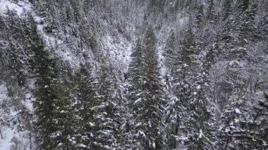 Kış ormanlarında karla kaplı patikada yürüyen insanların hava görüntüsü.