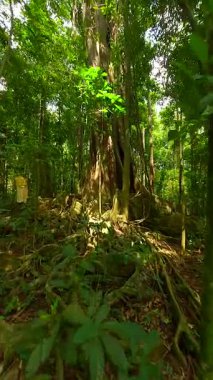 Tayland 'da eski bir ağaç olan bereketli tropikal yağmur ormanlarında huzurlu FPV insansız hava aracı uçuşu.