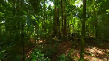 Tayland 'da eski bir ağaç olan bereketli tropikal yağmur ormanlarında huzurlu FPV insansız hava aracı uçuşu.