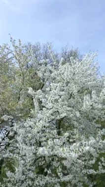 Beyaz çiçeklerle kaplanmış, bahar doğasının güzelliğini gözler önüne seren ağaçların yakın çekimi.