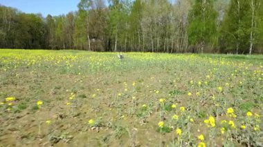 Balıkçıllar ilkbaharda kırsal bir alanda yürürler. Huzurlu bir kırsal doğa manzarası.