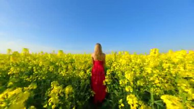 Kırmızı elbiseli bir kadının güneşli bir günde sarı kolza tohumu tarlasında yürüdüğü FPV drone görüntüsü. Manzaralı kırsal alan, çiçekler ve mavi gökyüzü.