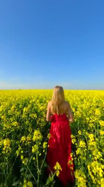 Kırmızı elbiseli bir kadının güneşli bir günde sarı kolza tohumu tarlasında yürüdüğü FPV drone görüntüsü. Manzaralı kırsal alan, çiçekler ve mavi gökyüzü.