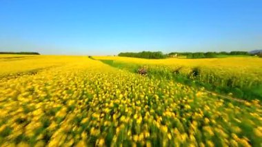 Güneşli bir bahar gününde sarı kolza tohumu tarlalarında motosiklet süren bir kadının FPV drone görüntüsü. Manzaralı kırsal alan.