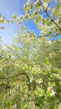 Pürüzsüz FPV İHA beyaz bahar çiçekleriyle açan ağaçların arasından uçarak mevsimsel güzellikleri yakalıyor. 