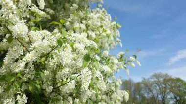 Mavi gökyüzünün altında narin beyaz çiçekler ve yeşil yapraklarla açan bahar ağacının yakın görüntüsü.