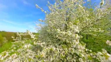 Pürüzsüz FPV İHA beyaz bahar çiçekleriyle açan ağaçların arasından uçarak mevsimsel güzellikleri yakalıyor. 
