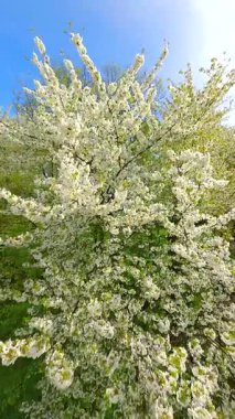 Pürüzsüz FPV İHA beyaz bahar çiçekleriyle açan ağaçların arasından uçarak mevsimsel güzellikleri yakalıyor. 