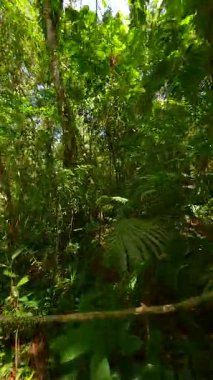 Yoğun yeşil yapraklar, eğrelti otları ve güneş ışığıyla verimli tropikal ormanlarda uçan insansız hava aracı. Manzaralı yağmur ormanları doğa ve ekoloji kavramları için mükemmeldir..