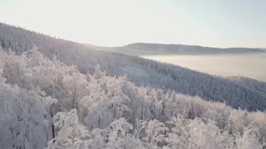 Sabah sisi ve güneş ışığıyla karlı orman ve dağ vadisinin havadan görünüşü
