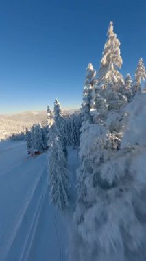 Dinamik FPV insansız hava aracı kış ormanı boyunca dağ manzarası ve sabah güneşiyle kaplı taze karla uçuyor..
