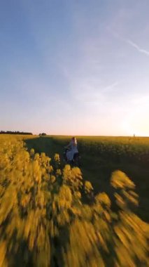 Gün batımında sarı kolza tohumu tarlasında motosiklet süren bir kadının sinematik FPV görüntüsü. Seyahat, özgürlük ve doğa temaları için huzurlu kırsal yaşam tarzı manzarası.