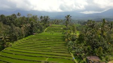 Bali, Endonezya 'da yemyeşil pirinç terasları ve palmiye ağaçlarıyla dolu tropikal manzaralar.