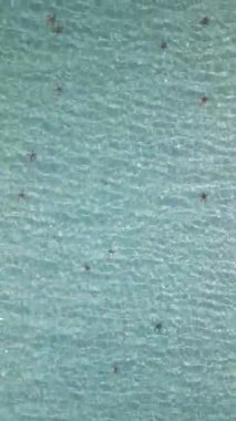 Kristal berraklığında sığ tropikal suda birden fazla deniz yıldızının havadan görüntüsü deniz tabanında doğal bir desen oluşturuyor. Güzel deniz manzarası seyahat ve doğa temaları için mükemmel..
