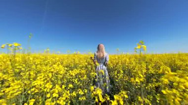 Güneşli bahar gününde sarı kolza tohumu tarlasında yürüyen bir kadının sinematik FPV görüntüsü. Doğa, özgürlük ve yavaş yaşam temaları için huzurlu kırsal yaşam tarzı sahneleri.