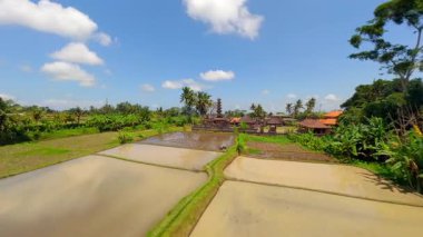 Ubud, Bali, Endonezya 'daki yemyeşil pirinç tarlaları ve tropikal arazilerle çevrili Bali Hindu Tapınağı üzerinde FPV insansız hava aracı uçuşu.