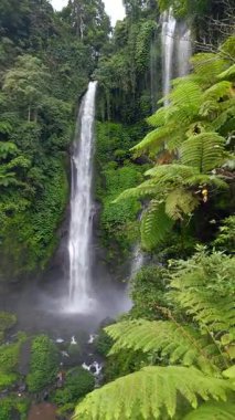 Endonezya, Bali 'deki Sekumpul Şelalesinin insansız hava aracı görüntüsü. Yükselen akarsular ve yemyeşil tropik bitki örtüsüyle çarpıcı bir orman sahnesi..