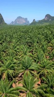 Tayland, Krabi 'deki kireçtaşı uçurumları ve tropikal dağlarla dolu bereketli palmiye tarlaları üzerinde sinematik FPV uçuşu.