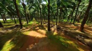 Dynamic FPV drone flying through palm trees in tropical plantation, Krabi, Thailand. Fast jungle run with sunlight and shadows creating cinematic motion.