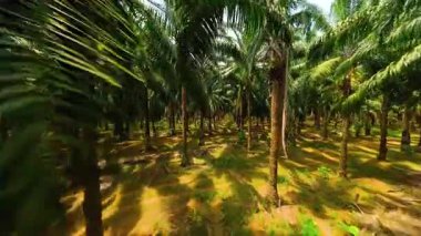 Pürüzsüz FPV insansız hava aracı tropikal plantasyondaki palmiye ağaçları arasında uçuyor, Krabi, Tayland. Güneşli ve gölgeli huzurlu bir süzülüş..
