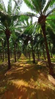 Pürüzsüz FPV insansız hava aracı tropikal plantasyondaki palmiye ağaçları arasında uçuyor, Krabi, Tayland. Güneşli ve gölgeli huzurlu bir süzülüş..