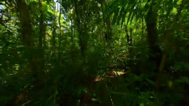 Bereketli yeşil bitkiler ve güneş ışığıyla yoğun tropikal ormanlarda uçuşan sakin FPV insansız hava aracı. Güneydoğu Asya yağmur ormanlarında çekildi.