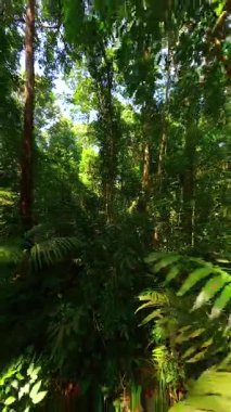 Bereketli yeşil bitkiler ve güneş ışığıyla yoğun tropikal ormanlarda uçuşan sakin FPV insansız hava aracı. Güneydoğu Asya yağmur ormanlarında çekildi.