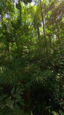 Tayland 'ın yoğun tropikal ormanlarında yeşil bitkiler ve güneş ışığının gölgelerden süzüldüğü sakin FPV insansız hava aracı uçuşu.
