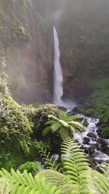 Endonezya, Doğu Java 'daki Kapas Biru Şelalesi manzarası, gür tropikal bitkiler, sis ve canlı orman yeşilliği. Huzurlu ve vahşi doğa.