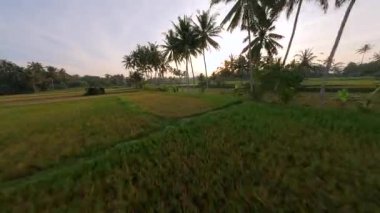 FPV insansız hava aracı Endonezya, Bali 'de gün doğumunda yeşil pirinç tarlaları ve palmiye ağaçları üzerinde alçaktan uçar. Altın ışıklı ve sinematik hareketli barışçıl tropikal manzara.
