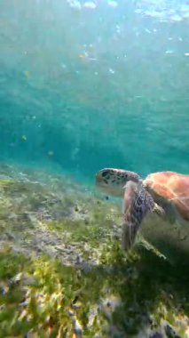 Endonezya 'daki Gili Adaları yakınlarındaki mercan deniz tabanında yüzen deniz kaplumbağasının sualtı görüntüsü. Tropikal cennette turkuaz su ve deniz yaşamı.