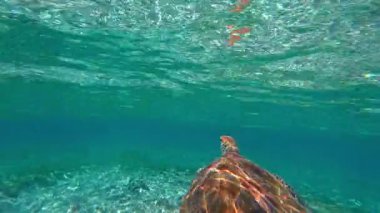 Endonezya 'daki Gili Adaları yakınlarındaki mercan deniz tabanında yüzen deniz kaplumbağasının sualtı görüntüsü. Tropikal cennette turkuaz su ve deniz yaşamı.