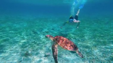 Gili Adaları 'ndaki berrak tropikal okyanusta deniz kaplumbağasıyla su altında şnorkelle yüzmek. Snorkeler deniz yaşamını ve su yaban hayatını keşfediyor. Endonezya 'da egzotik seyahat ve macera turizmi.