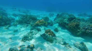 Açık tropikal okyanusta mercan resifinde yüzen deniz kaplumbağasının sualtı görüntüsü. Huzurlu deniz yaşamı sahnesi su yaban hayatı, resif habitatı ve Asya 'daki egzotik seyahat merkezlerini gösteriyor..