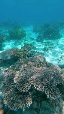 Açık tropikal okyanusta mercan resifinde yüzen deniz kaplumbağasının sualtı görüntüsü. Huzurlu deniz yaşamı sahnesi su yaban hayatı, resif habitatı ve Asya 'daki egzotik seyahat merkezlerini gösteriyor..