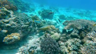 Endonezya 'daki Gili Adaları' ndaki mercan resiflerinde beslenen deniz kaplumbağalarının sualtı görüntüsü. Tropikal okyanus, resif habitatı ve egzotik yolculukta deniz yaban hayatı sahnesi.