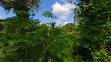 Pürüzsüz FPV insansız hava aracı yoğun yeşil yapraklar, yüksek ağaçlar ve parlak mavi gökyüzü ile canlı tropikal ormanlarda uçuyor..