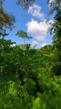 Pürüzsüz FPV insansız hava aracı yoğun yeşil yapraklar, yüksek ağaçlar ve parlak mavi gökyüzü ile canlı tropikal ormanlarda uçuyor..