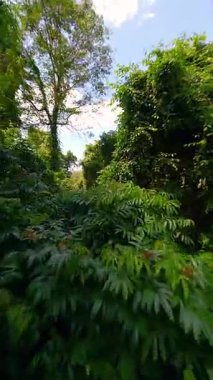 Pürüzsüz FPV insansız hava aracı yoğun yeşil yapraklar, yüksek ağaçlar ve parlak mavi gökyüzü ile canlı tropikal ormanlarda uçuyor..