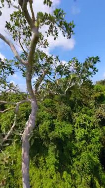 Pürüzsüz FPV insansız hava aracı yoğun yeşil yapraklar, yüksek ağaçlar ve parlak mavi gökyüzü ile canlı tropikal ormanlarda uçuyor..