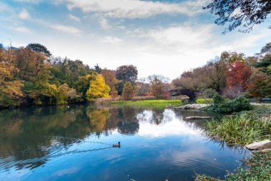 Central Park 'ta sakin bir sonbahar gölü, küçük bir taş köprü, renkli sonbahar yaprakları ve yansıtıcı suyun üzerinde süzülen yalnız bir ördek parçalı bulutlu bir gökyüzünün altında..