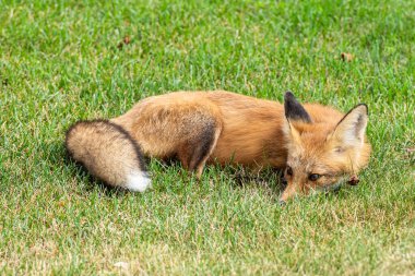 Cute red fox cub lies on green grass